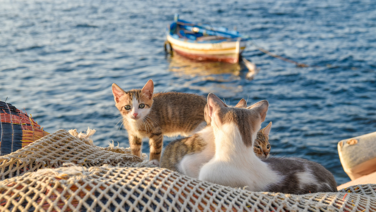 Планирование бюджета на отпуск, праздник или крупную покупку - как подготовиться финансово