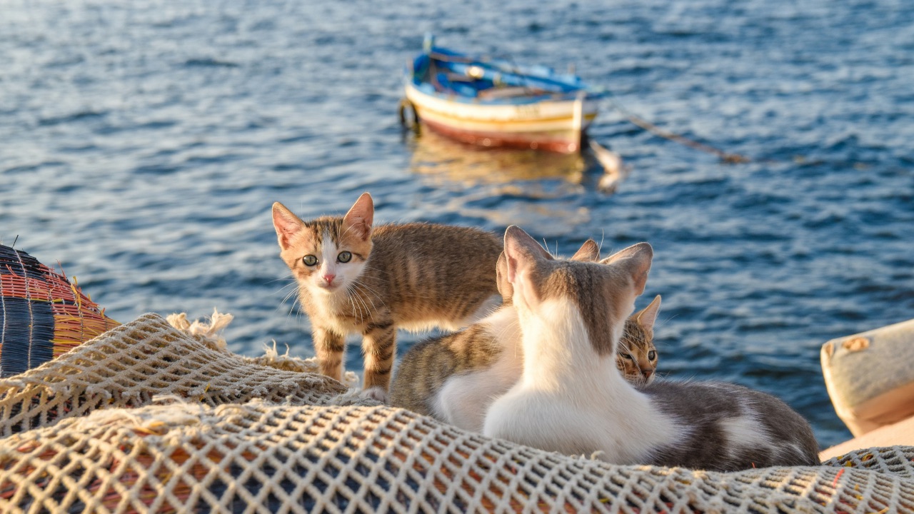 котёнок отдыхает на море на запланированный бюджет